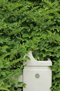 美国、圣云、灌木、灌木、杂草、树叶、绿色、喷泉