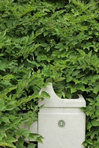 美国、圣云、灌木、灌木、杂草、树叶、绿色、喷泉