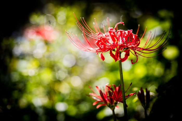 花卉，九月，工厂，花卉，开花植物，植物，脆弱性，新鲜度