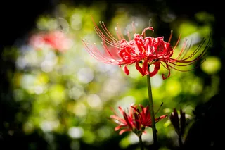 花卉，九月，工厂，花卉，开花植物，植物，脆弱性，新鲜度