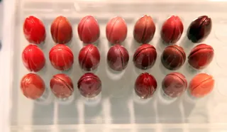 口红，样品，颜色，红色，五颜六色，连成一排，室内，大量物体