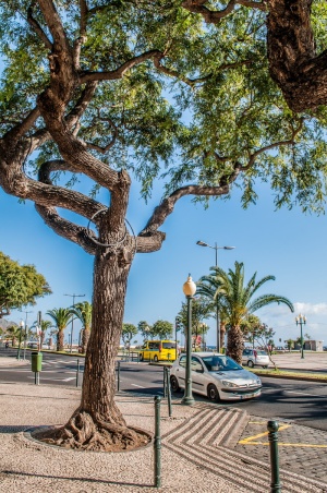 葡萄牙、funchal、travel、travel4all、trees、calle、avenida、rua