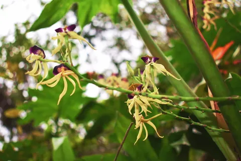 自然,兰花,花,花束,古巴,兰花,植物,生长 自然,兰花,花,花束,古巴,兰花,植物,生长