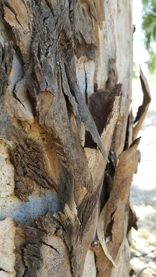 独特桉树，桉树，澳大利亚，自然，树，树干，树干，植物