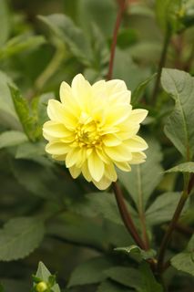 花, 牡丹, 植物, 奶油, 一, 绿色, 传单, 花式 花, 牡丹, 植物, 奶油, 一, 绿色, 传单, 花式