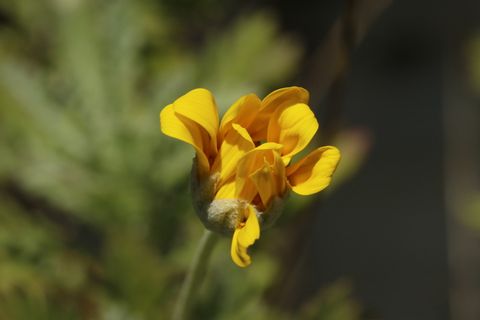 花,黄色,花瓣,模糊,茎,野生,开花植物,植物 花,黄色,花瓣,模糊,茎,野生,开花植物,植物