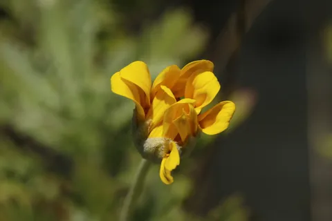 花,黄色,花瓣,模糊,茎,野生,开花植物,植物 花,黄色,花瓣,模糊,茎,野生,开花植物,植物
