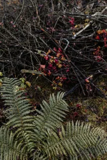 秋天在雾天向森林走去