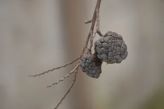 干奶油冻苹果，背景，绿叶，特写，前景，植物，自然，没有人