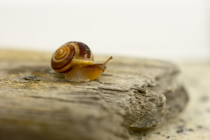 蜗牛，花园bänderschnecke，cepaea hortensis，陆生蜗牛，动物，幼小动物，动物世界，软体动物