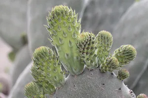 植物，仙人掌科，自然，多刺，缝纫针，肉质植物，仙人掌，绿色