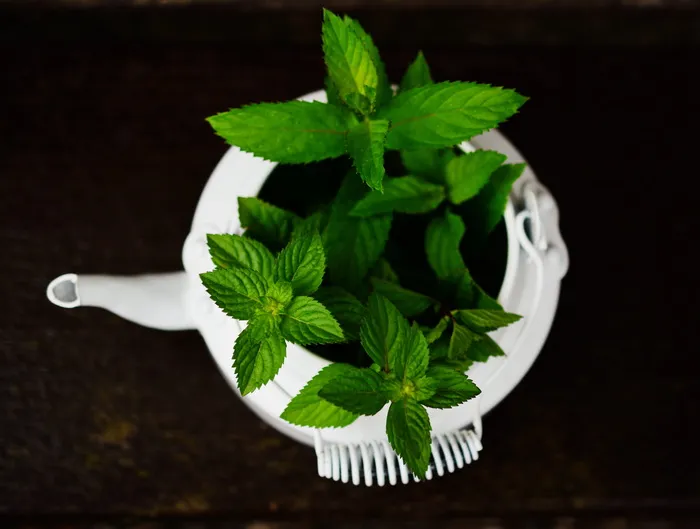 绿色植物
