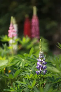 花，自然，植物，夏天，花园，森林，风景，野生