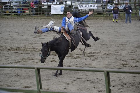 牛仔竞技、马、阿拉斯加、牛仔、马术、动物、竞技场、快速