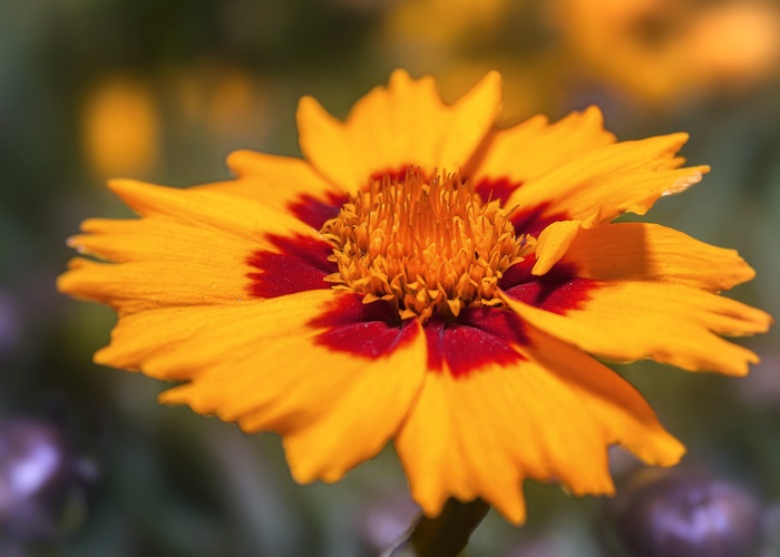 coreopsis，blossom，bloom，黄色，红色，cosmos bipinnatus，复合材料，观赏植物