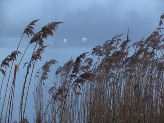 天鹅，天鹅家族，池塘，野生动物，芦苇，海草，冬天，雾