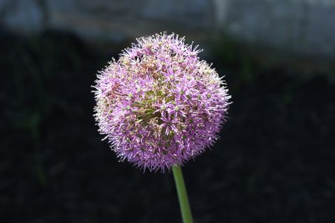 葱，洋葱花，花，装饰，开花，花园，紫色，开花