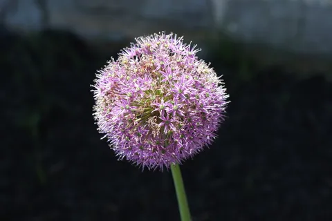 葱，洋葱花，花，装饰，开花，花园，紫色，开花