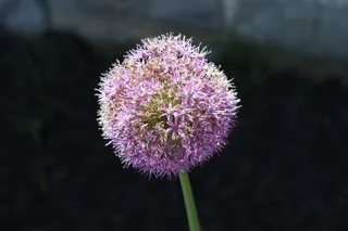葱，洋葱花，花，装饰，开花，花园，紫色，开花