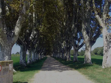 法国，大道，一排树，林荫大道，远离，自然，树木，树木