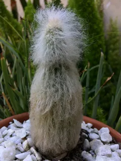 仙人掌，植物，刺，自然，沙漠植物，蔬菜，小仙人掌，花园