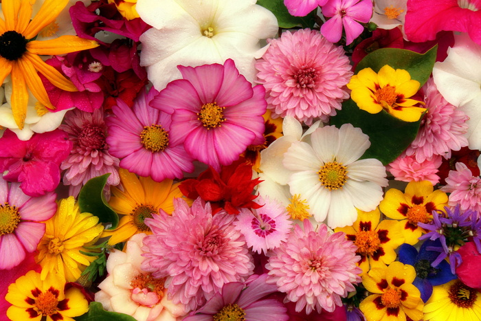 花，布置，花束，编辑，装饰，插花，花园，浪漫