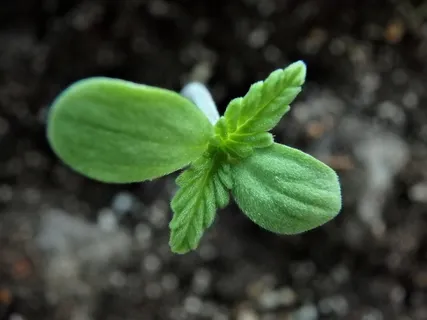 植物, 叶, 土壤, 自然, 生长, 大麻, 幼苗, 植物 植物, 叶, 土壤, 自然, 生长, 大麻, 幼苗, 植物