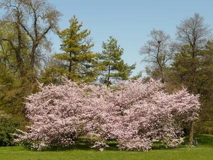 樱花，开花，开花，树，日本樱花，日本开花樱花，樱花，樱花
