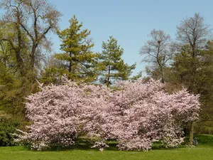 樱花，开花，开花，树，日本樱花，日本开花樱花，樱花，樱花