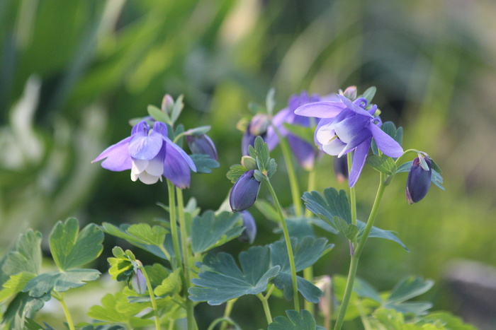 aquilegia，集水区，植物，自然，花卉，花园，床单，夏季