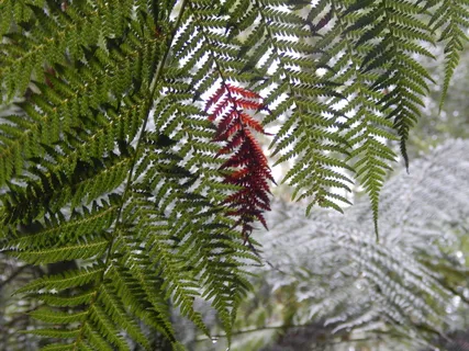 澳大利亚, ​​国家公园, 费尔德山国家公园, 蕨类植物, 独特的, 山场, 森林, 树