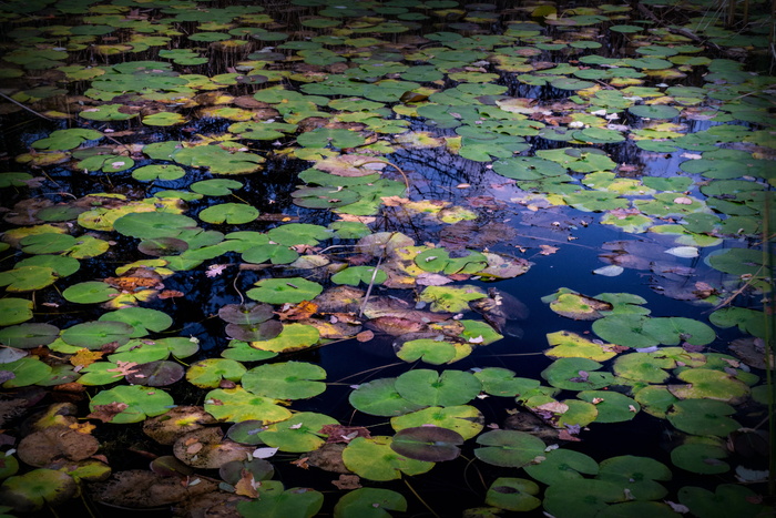 美国，肯普顿，霍克山保护区协会，水，百合园，百合园，倒影，睡莲