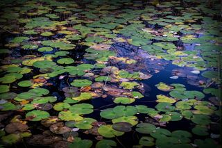 美国，肯普顿，霍克山保护区协会，水，百合园，百合园，倒影，睡莲