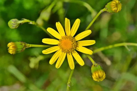 鲜花, 黄色, 黄色的花朵, 洋甘菊, 黄色甘菊, 性质, 野花, 植物 鲜花, 黄色, 黄色的花朵, 洋甘菊, 黄色甘菊, 性质, 野花, 植物