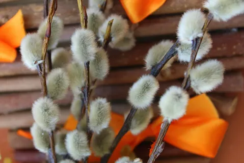 特写,照片,白色,花,基础,柳树,柳枝,自然 特写,照片,白色,花,基础,柳树,柳枝,自然
