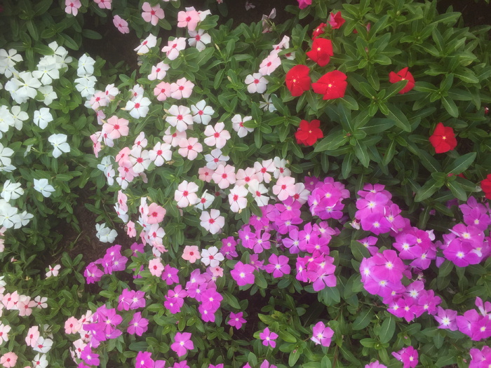 美国，威尼斯，坦帕av w@nokomis av n wb，花卉，花坛，花园，开花植物，花卉