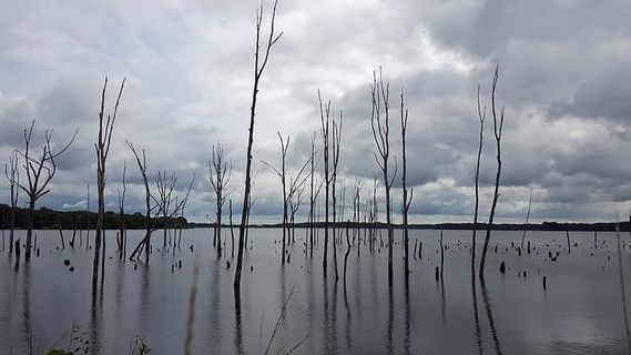 新泽西州豪厄尔市马纳斯坎水库，在暴风雨的天空下，枯树和树桩耸立在水中。