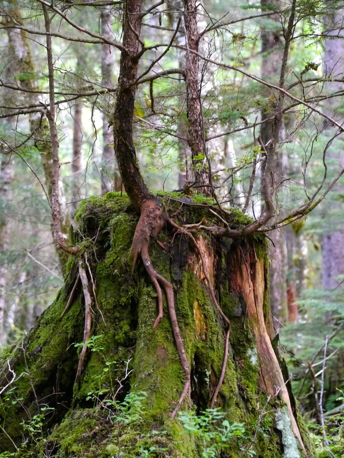 植物，根，冰川湾国家公园，树，树干，自然，阿拉斯加，苗木