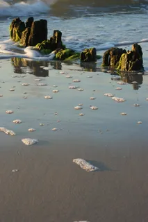 海, 皮亚纳, 波罗的海, 水, 海滩, 自然, 沙子, 动物主题 海, 皮亚纳, 波罗的海, 水, 海滩, 自然, 沙子, 动物主题