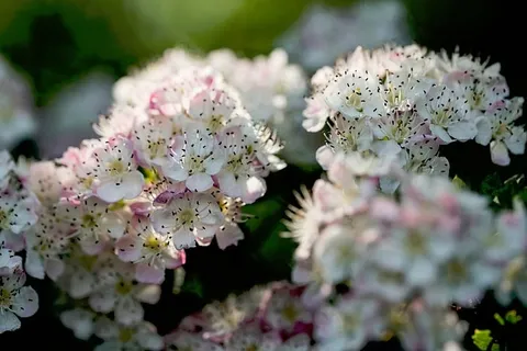 白色,粉色,花瓣花朵,自然,植物,花朵,花瓣,绽放 白色,粉色,花瓣花朵,自然,植物,花朵,花瓣,绽放