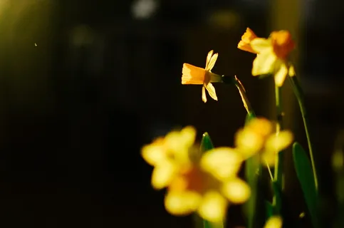黄色花瓣花朵,植物,水仙花,植物,花朵,花朵,芬兰赫尔辛基 黄色花瓣花朵,植物,水仙花,植物,花朵,花朵,芬兰赫尔辛基