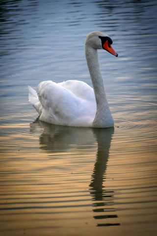 湖，abendstimmung，水，自然，情绪，景观，黄昏，镜像