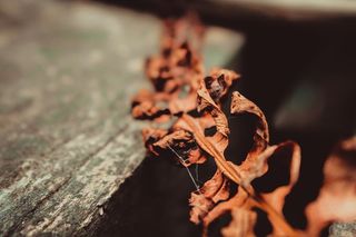 美丽，多彩，色彩，优雅，花朵，温柔，高清壁纸，自然