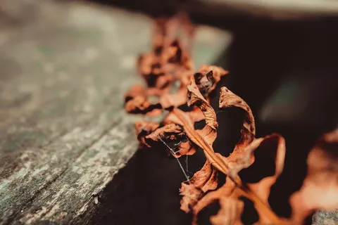 美丽,多彩,色彩,优雅,花朵,温柔,高清壁纸,自然 美丽,多彩,色彩,优雅,花朵,温柔,高清壁纸,自然