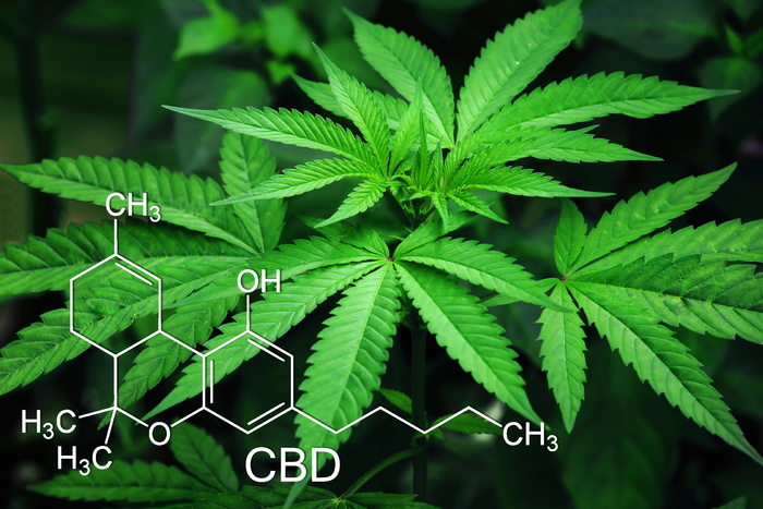 大麻，叶子，大麻，绿色，天然，麻醉，农业，自然