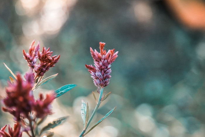 泰国，曼谷，颜色，绿色，自然，鸡冠花，火烈鸟，粉色花