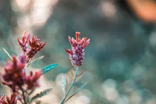 泰国，曼谷，颜色，绿色，自然，鸡冠花，火烈鸟，粉色花