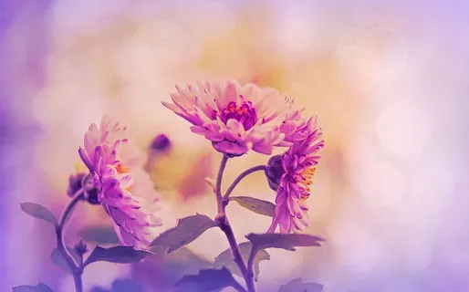 浅色,照片,粉色,花朵,花卉,薰衣草,自然,春天 浅色,照片,粉色,花朵,花卉,薰衣草,自然,春天