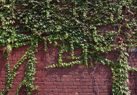 绿色植物，植物，布鲁克林，常春藤，美国，纽约，砖，藤