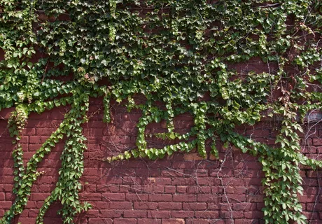 绿色植物,植物,布鲁克林,常春藤,美国,纽约,砖,藤 绿色植物,植物,布鲁克林,常春藤,美国,纽约,砖,藤